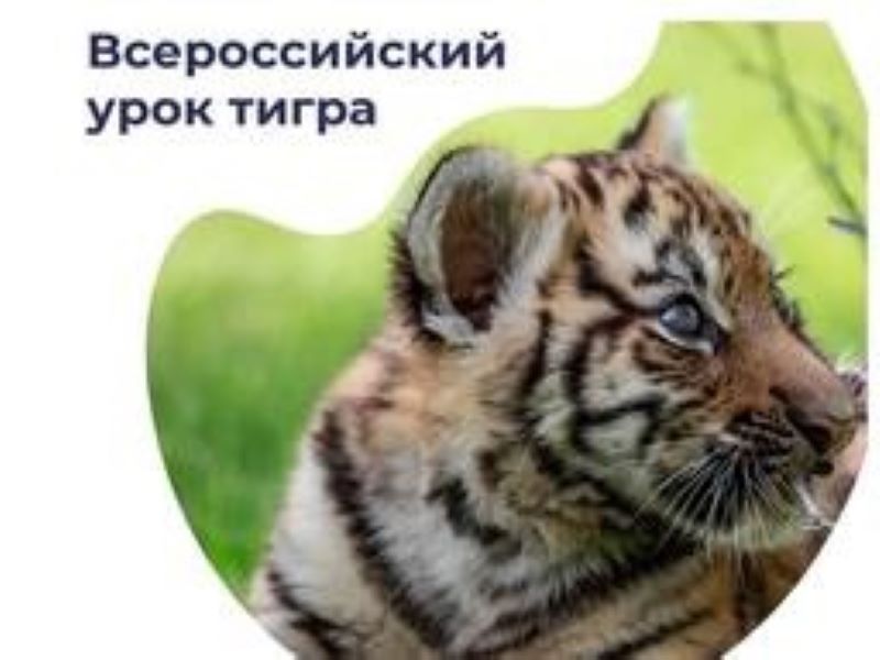 Всероссийский урок Тигра.